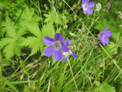 Image of Geranium sylvaticum L.