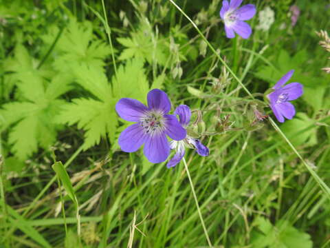 Imagem de Geranium sylvaticum L.