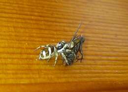 Image of Zebra spider