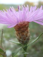 Centaurea jacea subsp. substituta (Czer.) A. D. Mikheev的圖片