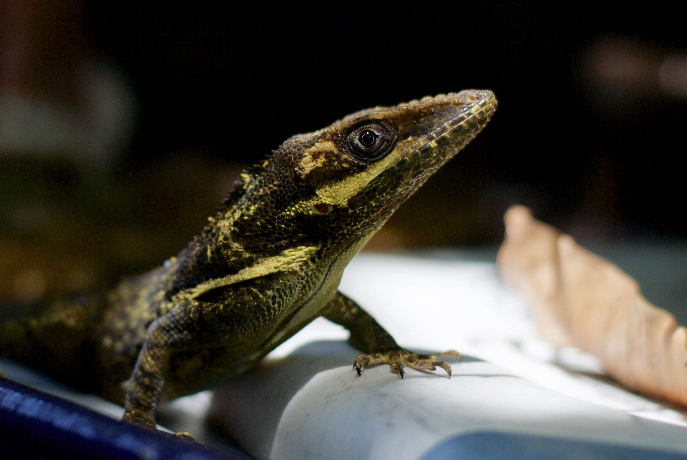 Image of Cuban Giant Anole