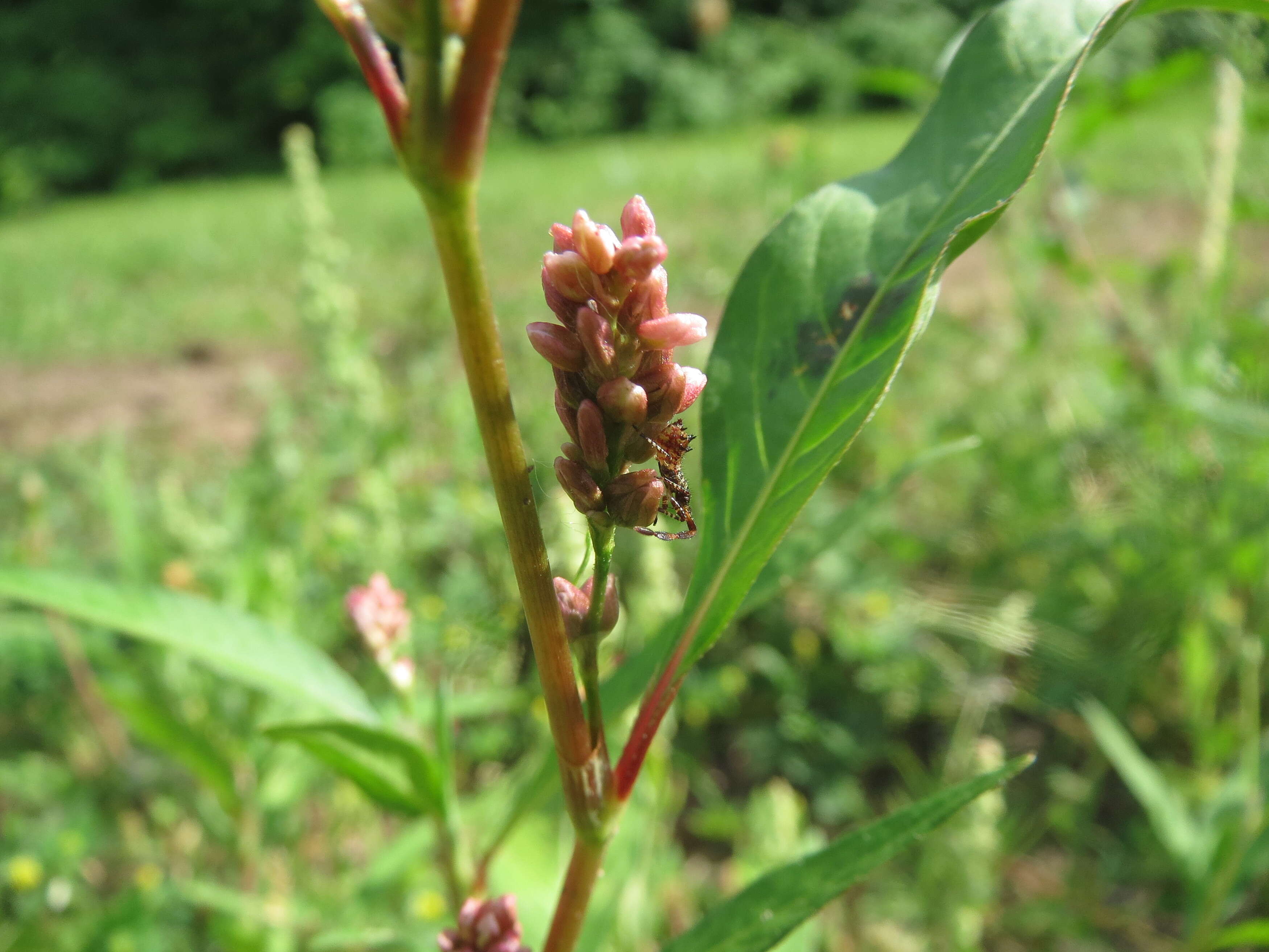 Image of Dock-Leaf Smartweed