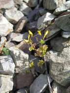 Image of Corydalis ochotensis Turcz.