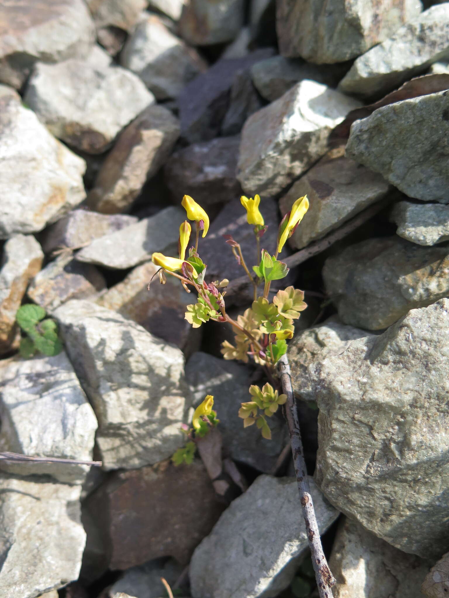 Image of Corydalis ochotensis Turcz.