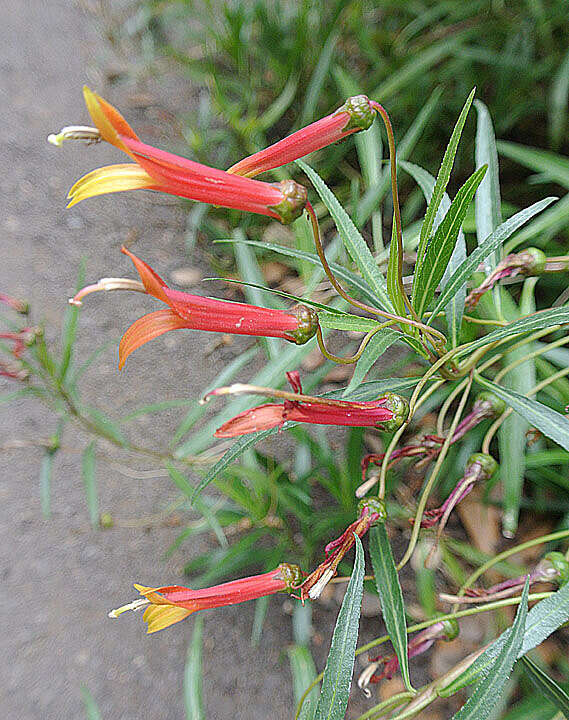 Image of Sierra Madre lobelia