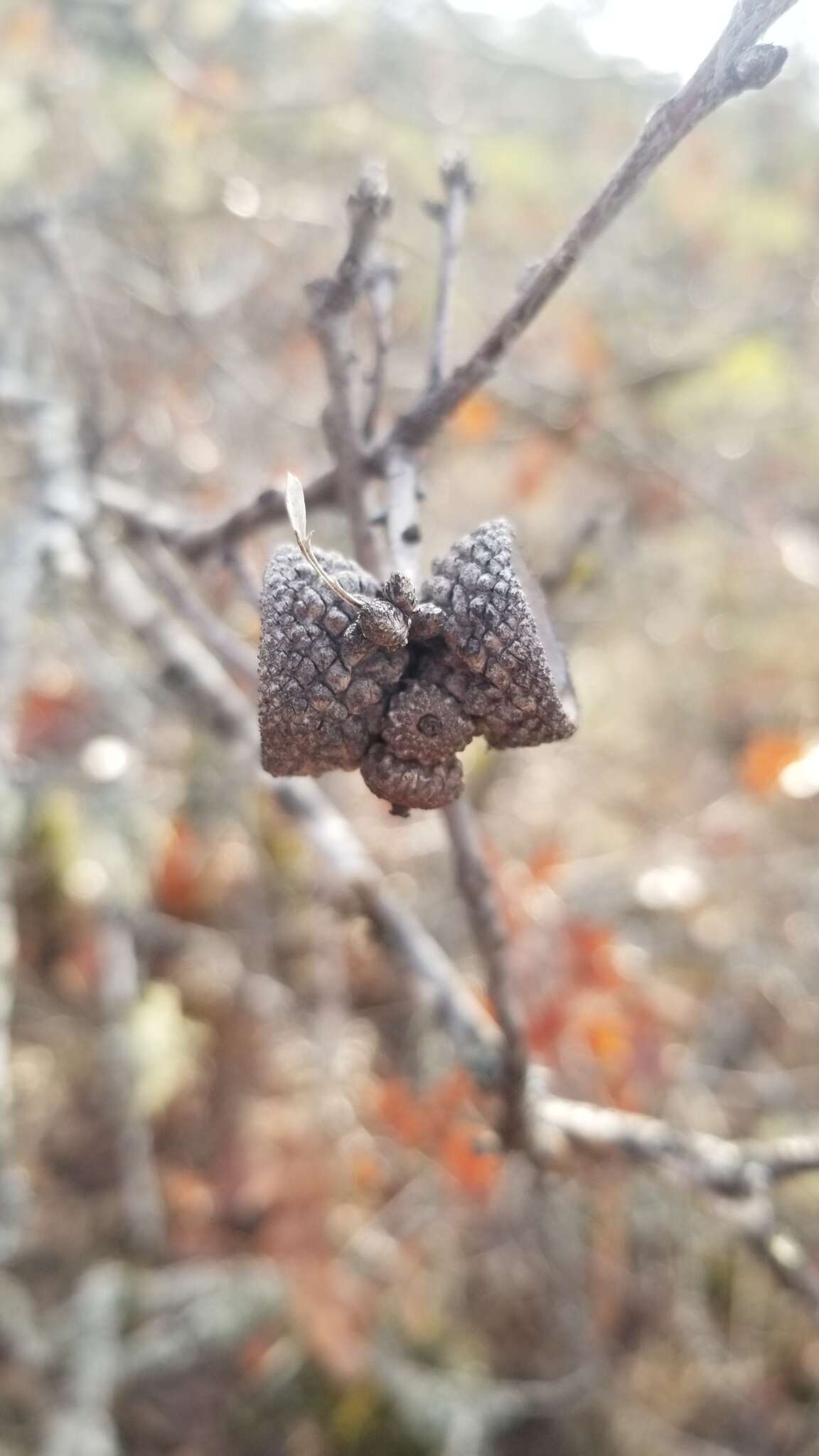 Image of Oregon white oak