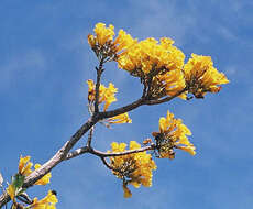 Image of Caribbean trumpet tree