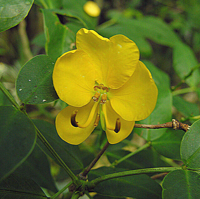 Image of Argentine senna