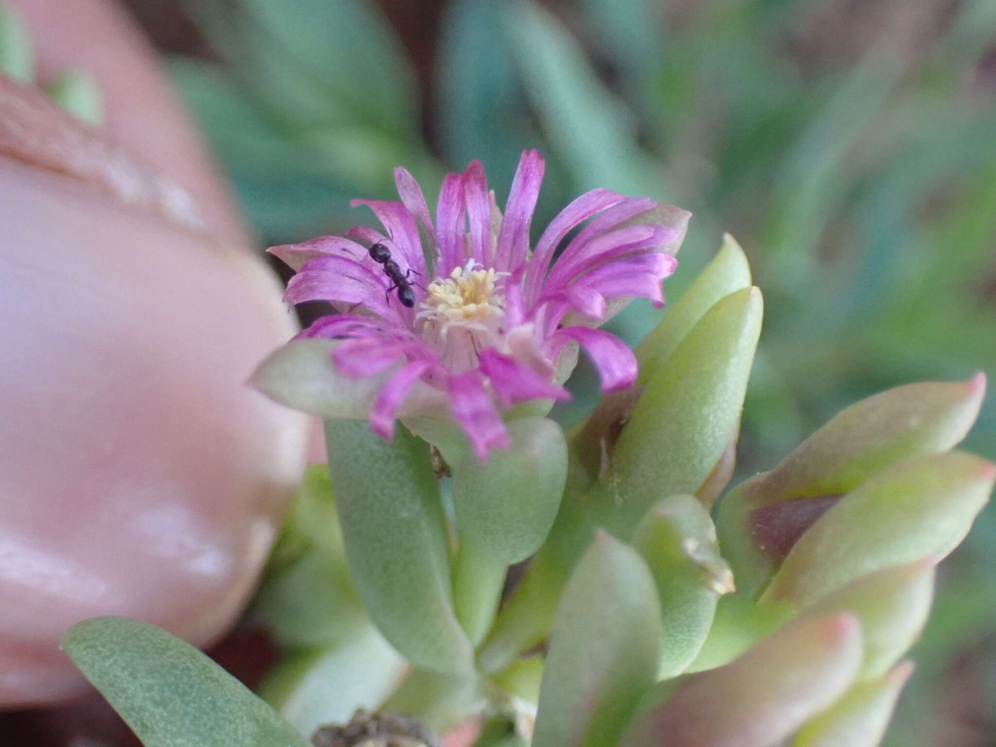 Image of Delosperma robustum L. Bol.