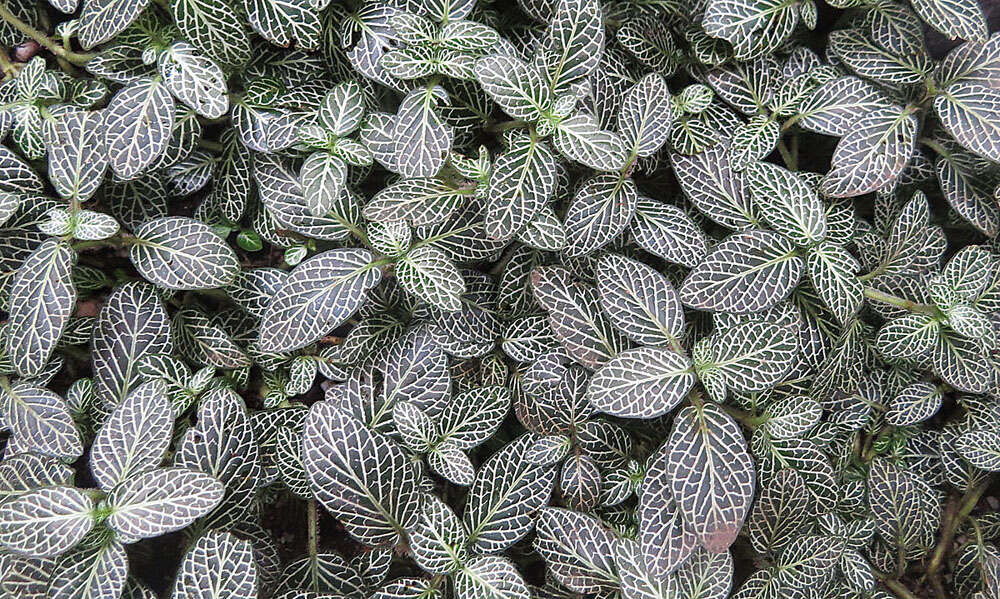 Fittonia albivenis (Lindl. ex Veitch) R. K. Brummitt resmi