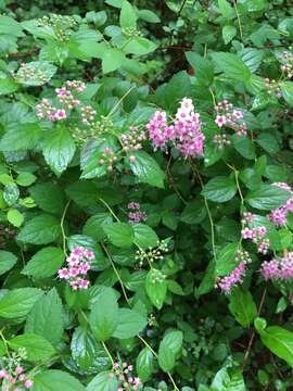 Image of Japanese meadowsweet