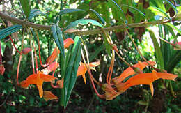 Image de Columnea rubricaulis Standl.