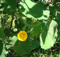 Image of hairy Indian mallow