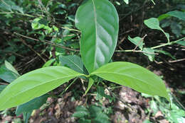 Image of Diplopterys cabrerana (Cuatrec.) B. Gates