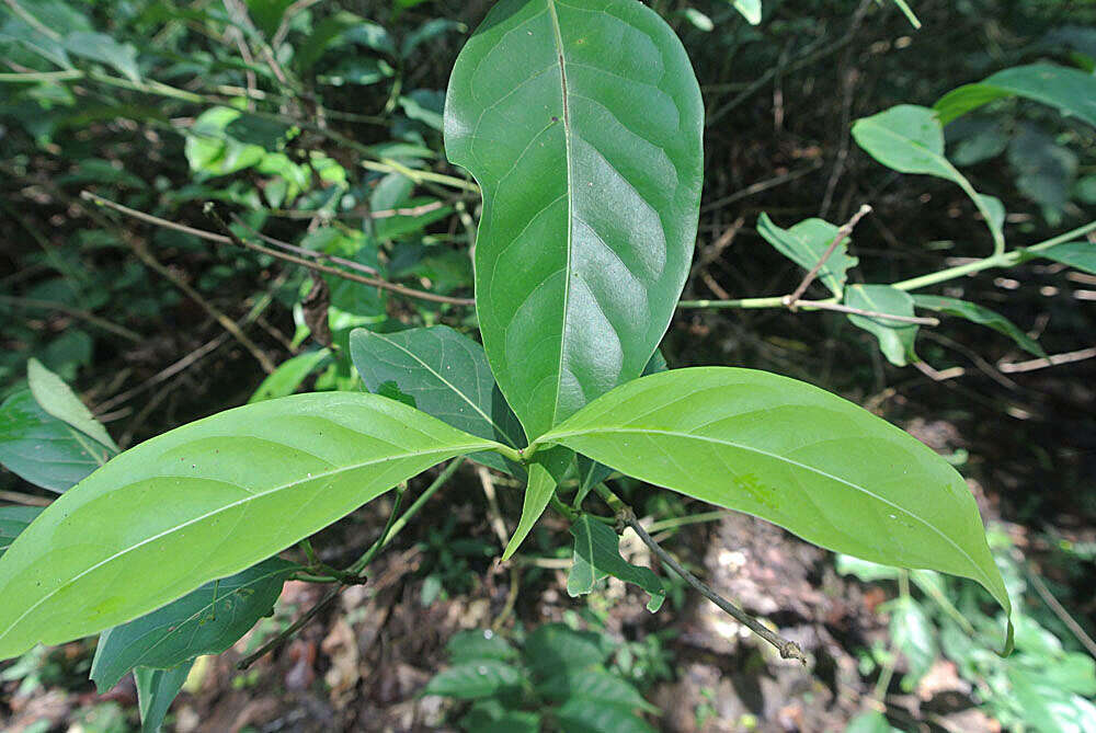 Image of Diplopterys cabrerana (Cuatrec.) B. Gates