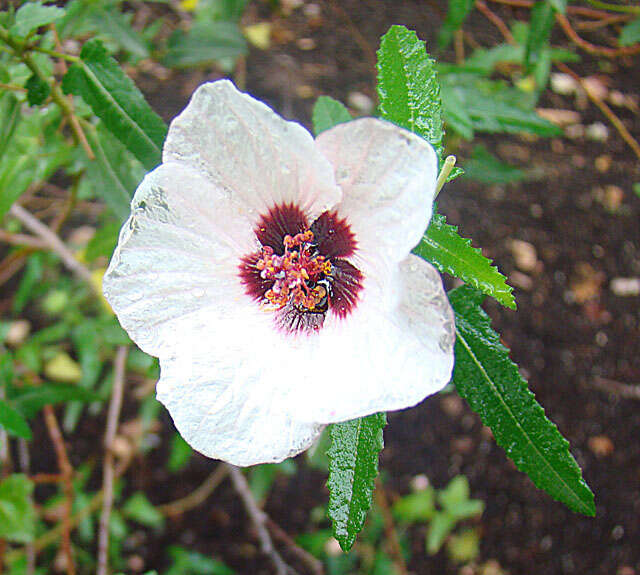 Image of swampmallow