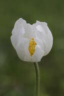 Image of Snowdrop Anemone