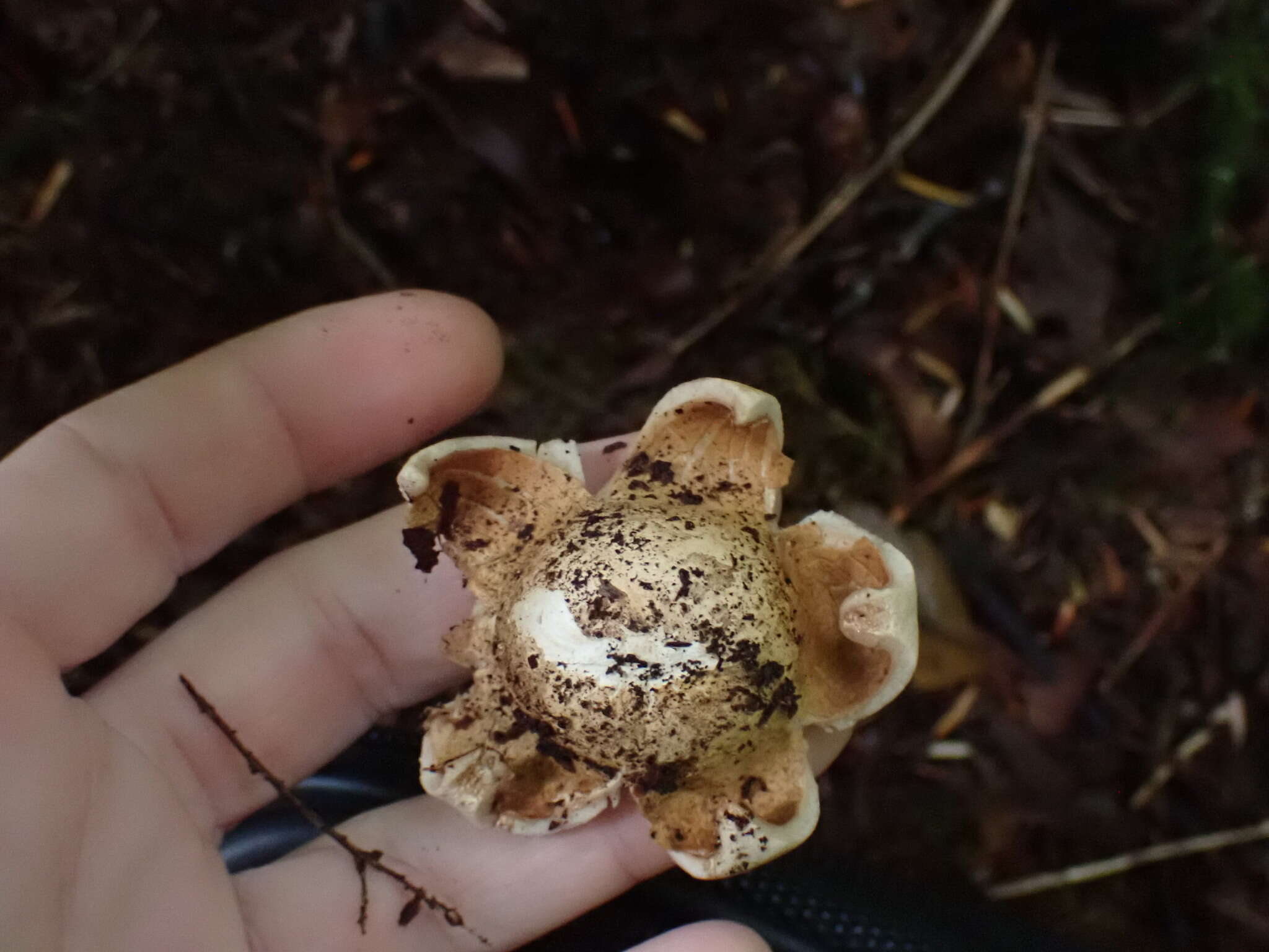 Image de Geastrum lageniforme Vittad. 1842