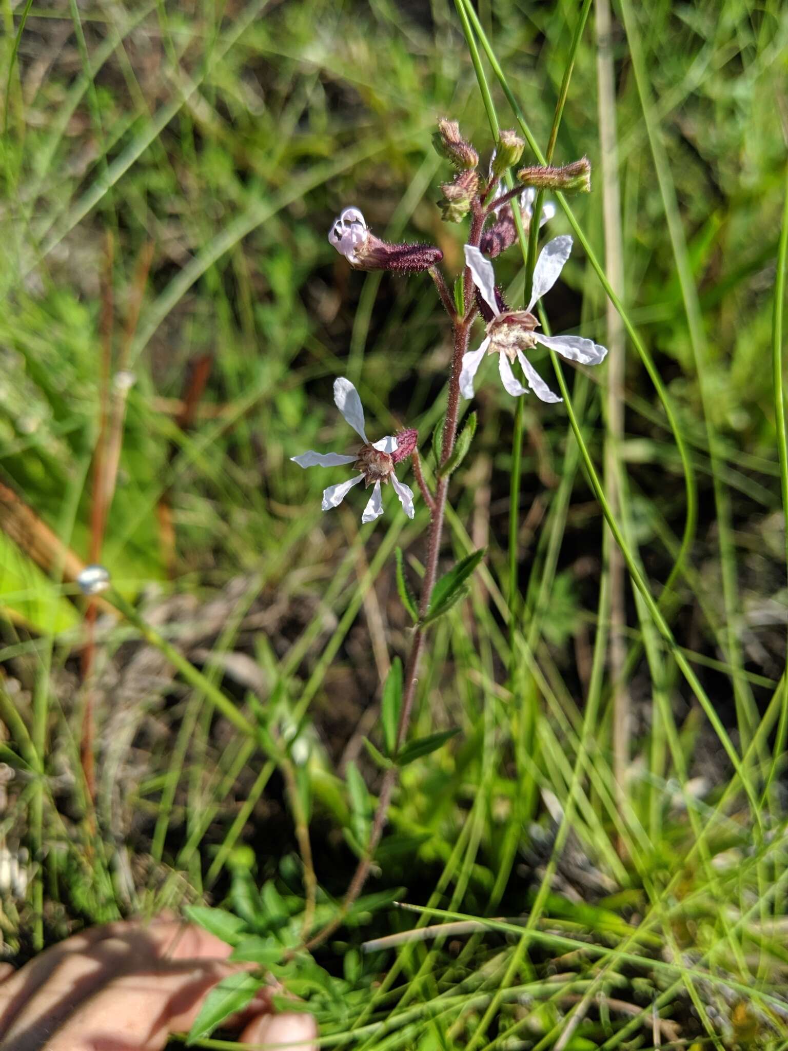 Image de Cuphea aspera Chapm.