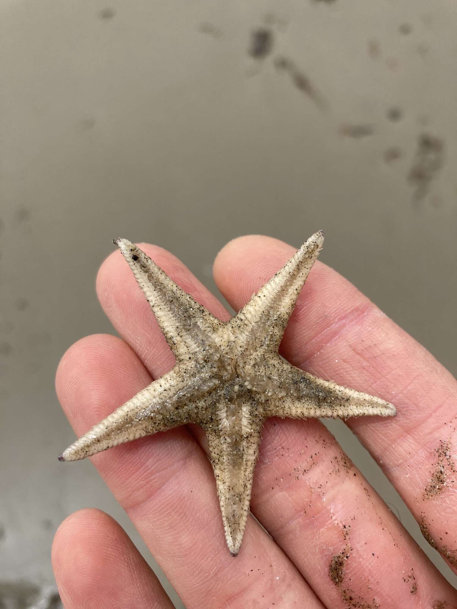 Image of Astropecten verrilli