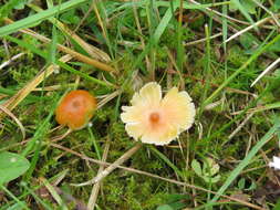 Image of Hygrocybe subpapillata Kühner 1979