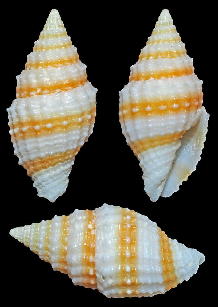 Image de Vexillum crocatum (Lamarck 1811)