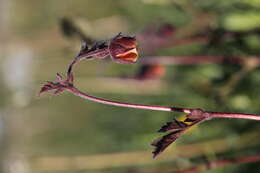 Image of Water Avens