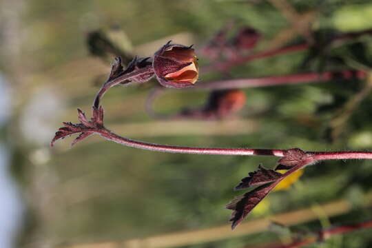 Image of Water Avens