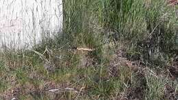 Image of Crotalus oreganus lutosus Klauber 1930