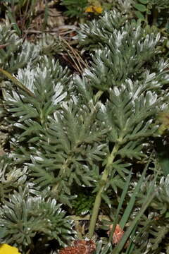 Image of Potentilla candicans Humb. & Bonpl. ex Schltdl.