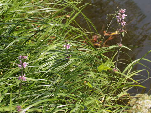 Imagem de Stachys aspera Michx.