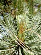 Image of Hartweg's Pine