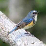 Image of Orange-flanked Bush-Robin