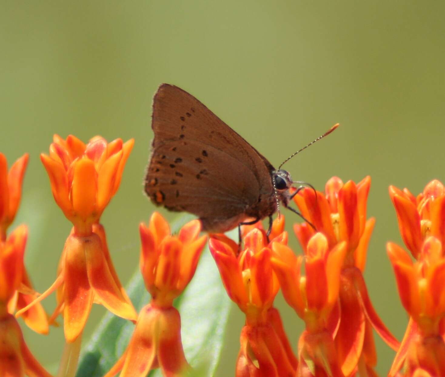 Image of Satyrium titus