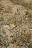 Image of Petrosimonia brachiata (Pall.) Bunge