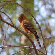 Image of Mitrephanes phaeocercus tenuirostris Brewster 1888