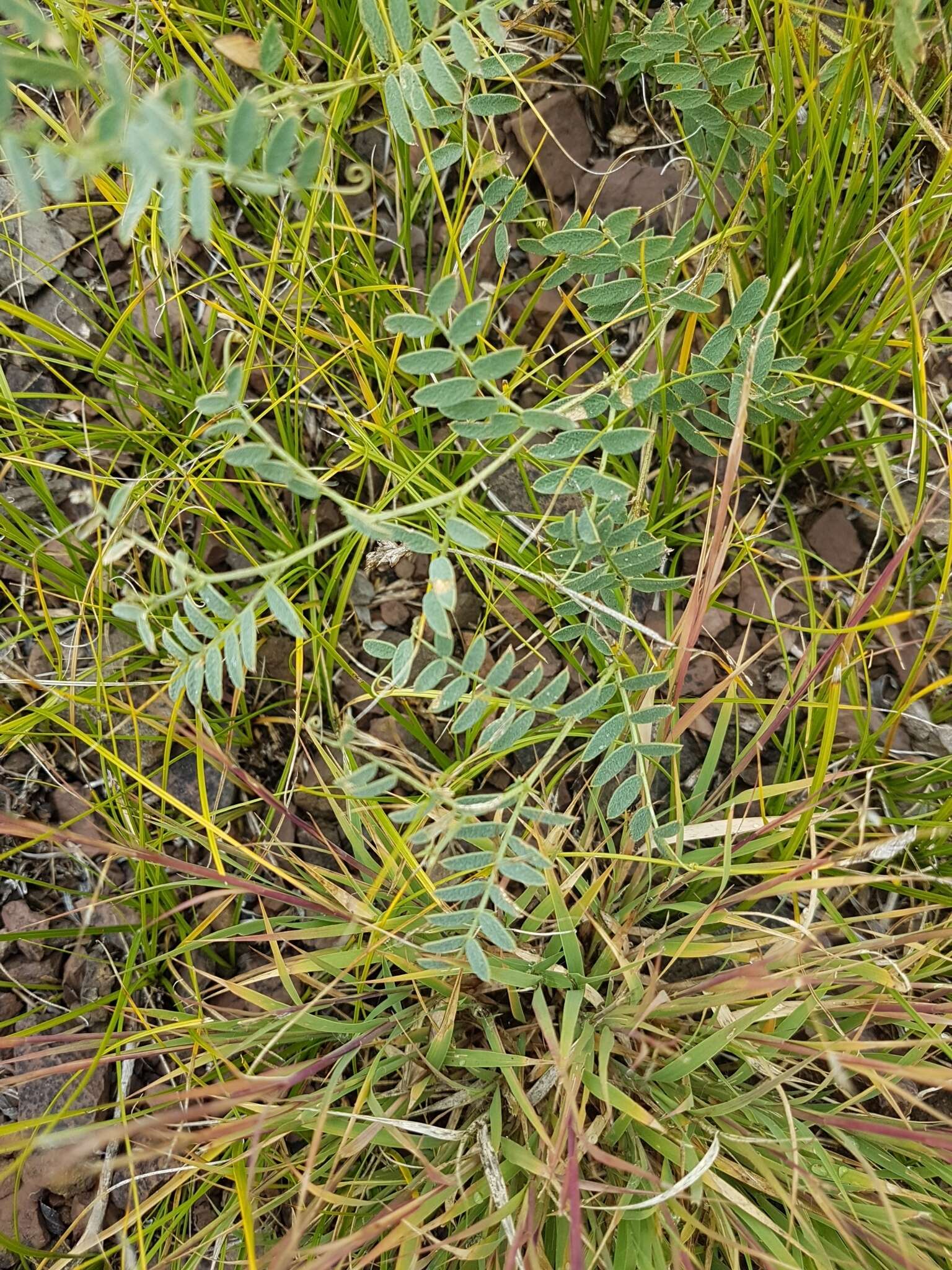 Image of Vicia multicaulis Ledeb.