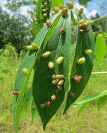 Image of gall midges and wood midges