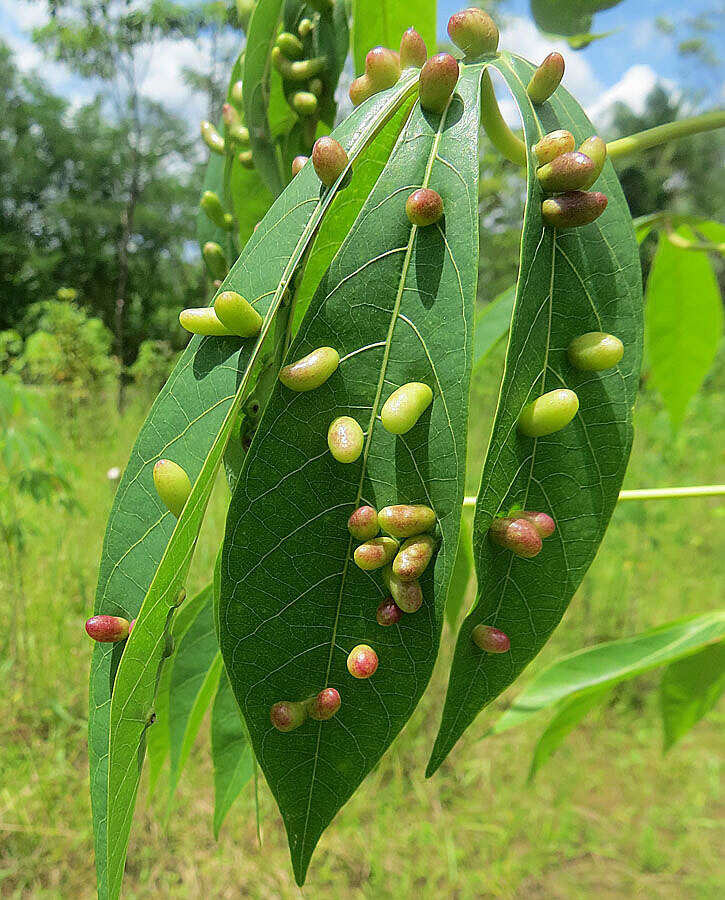 Image of gall midges and wood midges