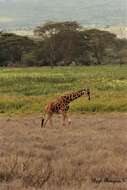 Image of reticulated giraffe