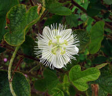 Sivun Passiflora foetida L. kuva