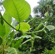 Imagem de Passiflora quadrangularis L.