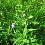 Image of Allegheny monkeyflower