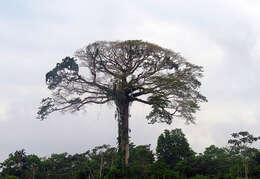 Image of kapoktree