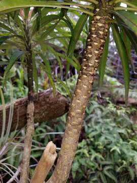 Image of Kauai False Lobelia