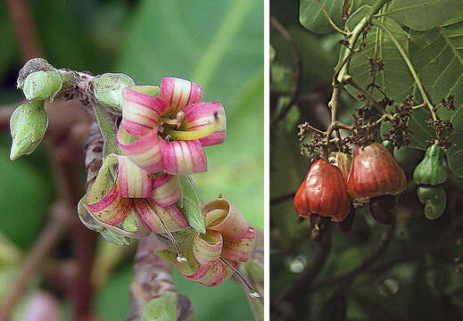 Image of cashew