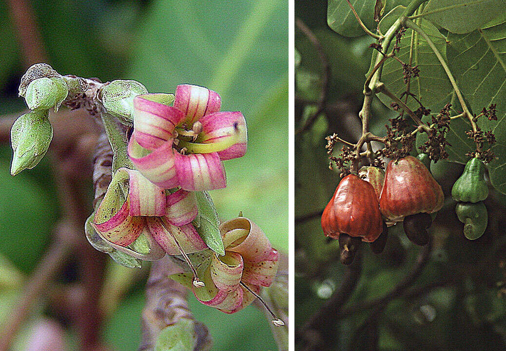 Image of cashew