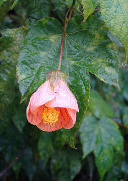 Image of Painted indian mallow