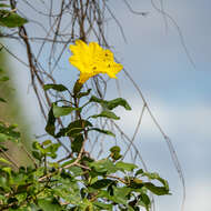 Image de Cordia mairei Humbert