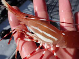 Image of California Spot Prawn